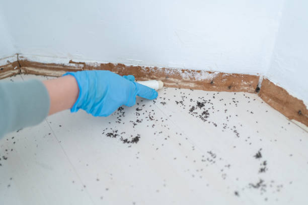 Best Commercial Pest Control Services  in Essex Village, CT